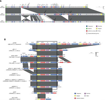 Characterization of Three Porcine Acinetobacter towneri Strains Co-Harboring tet(X3) and blaOXA-58